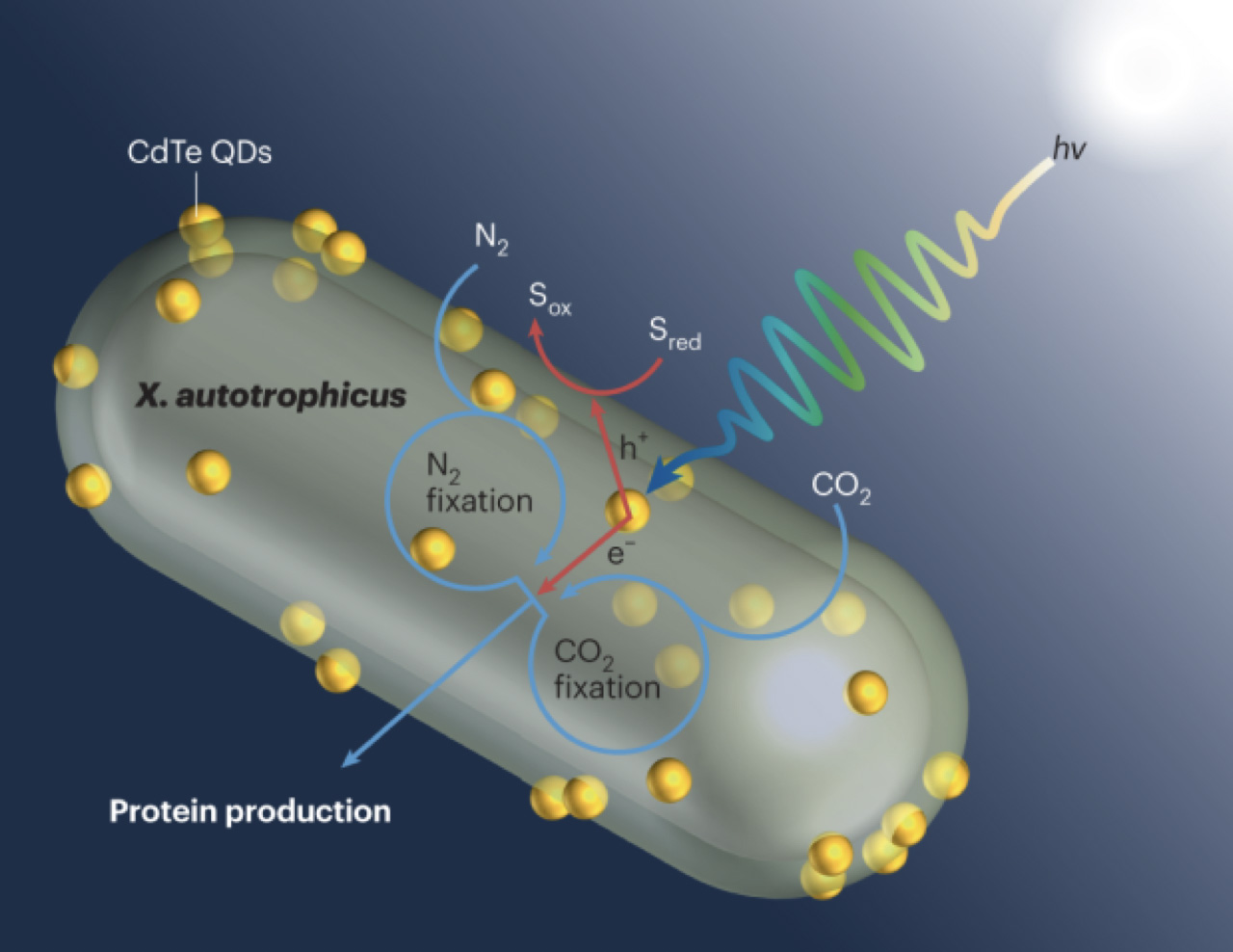 Figure 2A. ( Jian Zhang et. al)