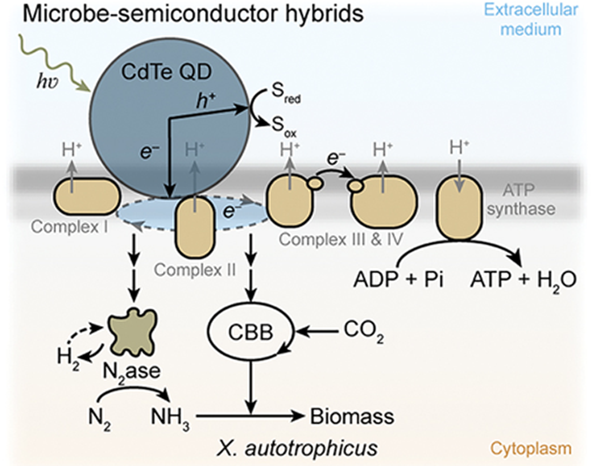 Figure 2B. (Xun Guan et. al)