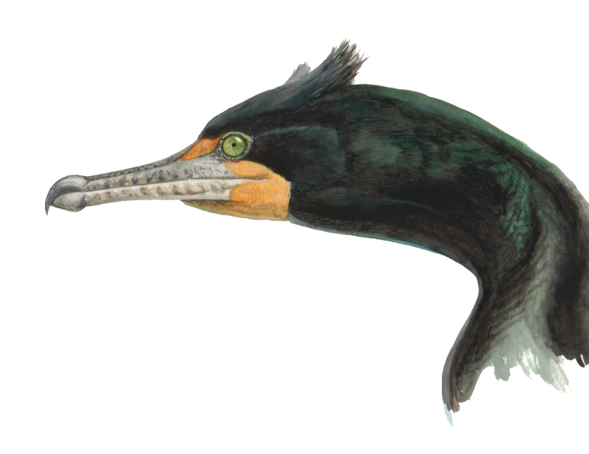 Figure 1. The Double-crested Cormorant. Painting by Barry Kent McKay
