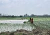 Kanpur Planting rice in the villages, wastewater treatment