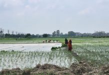 Kanpur Planting rice in the villages, wastewater treatment