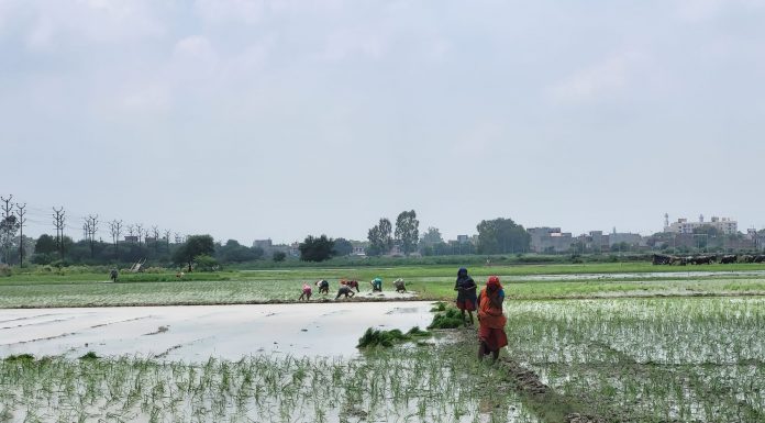 Kanpur Planting rice in the villages, wastewater treatment