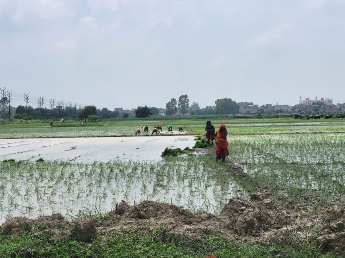 Kanpur Planting rice in the villages, wastewater treatment