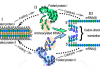 Figure 1. The reflexivity of AARS genes and the challenges of understanding its origin. The figure illustrates three main challenges. (I) We must construct a bidirectional gene (salmon background) that uses a minimal amino acid alphabet to encode ancestral AARS from Classes I and II on opposite strands. Polypeptide and nucleic acid sequences have directions indicated by (N,C) and (5’,3’). The genes are sequences of codons (colored ellipses) and use only two types of amino acids, A and B. (II) We must show that both coded proteins (I and II) fold into active assignment catalysts that recognize both amino acid and tRNA (colored letters, ellipses in cavities), producing (mostly) aminoacyl-tRNAs with correct amino acids and anticodons. (III) We have to show that the aminoacylated RNAs can assemble onto messenger RNAs (I) and (II), transcribed from the bidirectional gene (reversed dashed arrows).