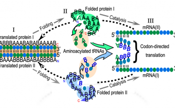 Figure 1. The reflexivity of AARS genes and the challenges of understanding its origin. The figure illustrates three main challenges. (I) We must construct a bidirectional gene (salmon background) that uses a minimal amino acid alphabet to encode ancestral AARS from Classes I and II on opposite strands. Polypeptide and nucleic acid sequences have directions indicated by (N,C) and (5’,3’). The genes are sequences of codons (colored ellipses) and use only two types of amino acids, A and B. (II) We must show that both coded proteins (I and II) fold into active assignment catalysts that recognize both amino acid and tRNA (colored letters, ellipses in cavities), producing (mostly) aminoacyl-tRNAs with correct amino acids and anticodons. (III) We have to show that the aminoacylated RNAs can assemble onto messenger RNAs (I) and (II), transcribed from the bidirectional gene (reversed dashed arrows).