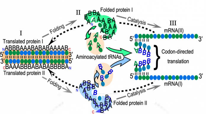 Figure 1. The reflexivity of AARS genes and the challenges of understanding its origin. The figure illustrates three main challenges. (I) We must construct a bidirectional gene (salmon background) that uses a minimal amino acid alphabet to encode ancestral AARS from Classes I and II on opposite strands. Polypeptide and nucleic acid sequences have directions indicated by (N,C) and (5’,3’). The genes are sequences of codons (colored ellipses) and use only two types of amino acids, A and B. (II) We must show that both coded proteins (I and II) fold into active assignment catalysts that recognize both amino acid and tRNA (colored letters, ellipses in cavities), producing (mostly) aminoacyl-tRNAs with correct amino acids and anticodons. (III) We have to show that the aminoacylated RNAs can assemble onto messenger RNAs (I) and (II), transcribed from the bidirectional gene (reversed dashed arrows).