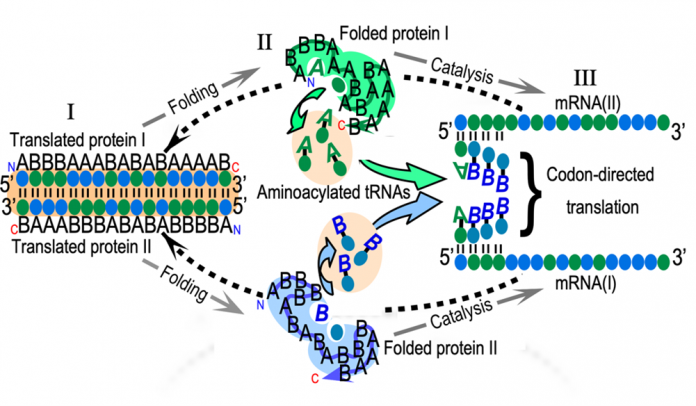 Figure 1. The reflexivity of AARS genes and the challenges of understanding its origin. The figure illustrates three main challenges. (I) We must construct a bidirectional gene (salmon background) that uses a minimal amino acid alphabet to encode ancestral AARS from Classes I and II on opposite strands. Polypeptide and nucleic acid sequences have directions indicated by (N,C) and (5’,3’). The genes are sequences of codons (colored ellipses) and use only two types of amino acids, A and B. (II) We must show that both coded proteins (I and II) fold into active assignment catalysts that recognize both amino acid and tRNA (colored letters, ellipses in cavities), producing (mostly) aminoacyl-tRNAs with correct amino acids and anticodons. (III) We have to show that the aminoacylated RNAs can assemble onto messenger RNAs (I) and (II), transcribed from the bidirectional gene (reversed dashed arrows).