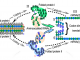 Figure 1. The reflexivity of AARS genes and the challenges of understanding its origin. The figure illustrates three main challenges. (I) We must construct a bidirectional gene (salmon background) that uses a minimal amino acid alphabet to encode ancestral AARS from Classes I and II on opposite strands. Polypeptide and nucleic acid sequences have directions indicated by (N,C) and (5’,3’). The genes are sequences of codons (colored ellipses) and use only two types of amino acids, A and B. (II) We must show that both coded proteins (I and II) fold into active assignment catalysts that recognize both amino acid and tRNA (colored letters, ellipses in cavities), producing (mostly) aminoacyl-tRNAs with correct amino acids and anticodons. (III) We have to show that the aminoacylated RNAs can assemble onto messenger RNAs (I) and (II), transcribed from the bidirectional gene (reversed dashed arrows).