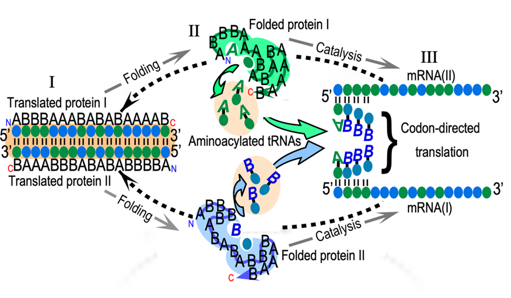 Figure 1. The reflexivity of AARS genes and the challenges of understanding its origin. The figure illustrates three main challenges. (I) We must construct a bidirectional gene (salmon background) that uses a minimal amino acid alphabet to encode ancestral AARS from Classes I and II on opposite strands. Polypeptide and nucleic acid sequences have directions indicated by (N,C) and (5’,3’). The genes are sequences of codons (colored ellipses) and use only two types of amino acids, A and B. (II) We must show that both coded proteins (I and II) fold into active assignment catalysts that recognize both amino acid and tRNA (colored letters, ellipses in cavities), producing (mostly) aminoacyl-tRNAs with correct amino acids and anticodons. (III) We have to show that the aminoacylated RNAs can assemble onto messenger RNAs (I) and (II), transcribed from the bidirectional gene (reversed dashed arrows).
