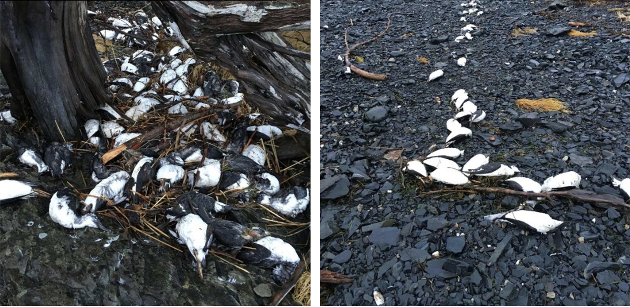 Fig. 2 Common murre carcasses in Pigot Bay, Alaska, January 2016. Photo credit: David Irons.