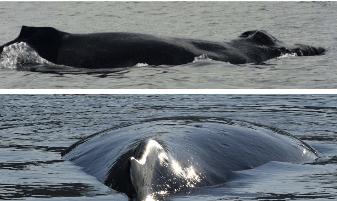 Fig. 3 “Skinny” whale (top) in September 2016. Visible vertebrae, scapula, and ribs are showing, along with a lack of fat in the neck region, MMPA Permit #18529-01. Healthy whale (bottom) in September 2023, MMPA Permit #473-1700-00.