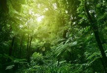 Sunlit tree canopy in tropical jungle, forest genetic diversity