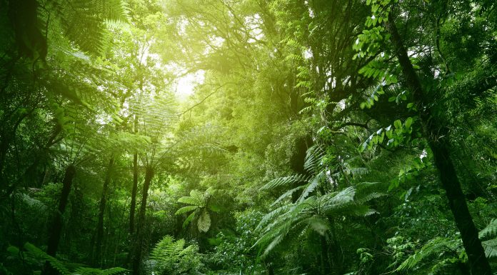 Sunlit tree canopy in tropical jungle, forest genetic diversity