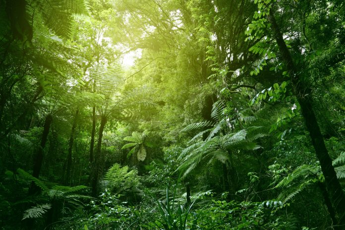 Sunlit tree canopy in tropical jungle, forest genetic diversity