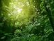 Sunlit tree canopy in tropical jungle, forest genetic diversity