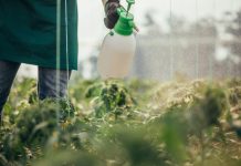 One man, young farmer spraying plants on a farm, part of.