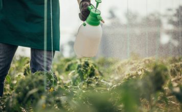 One man, young farmer spraying plants on a farm, part of.