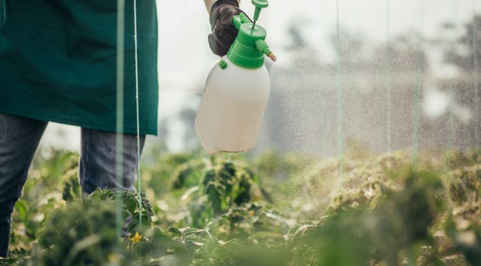 One man, young farmer spraying plants on a farm, part of.