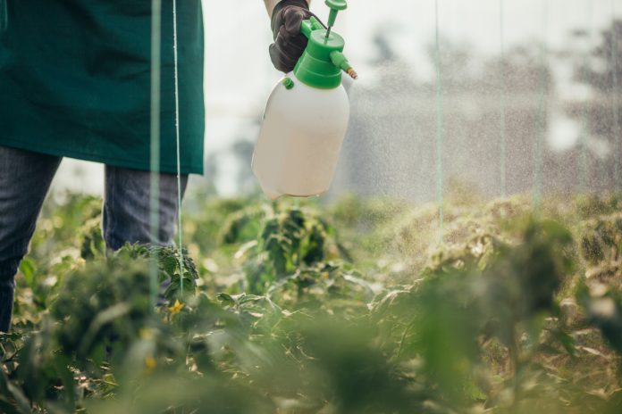 One man, young farmer spraying plants on a farm, part of.