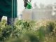 One man, young farmer spraying plants on a farm, part of.