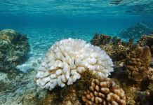 Pocillopora coral bleached El Nino Pacific ocean
