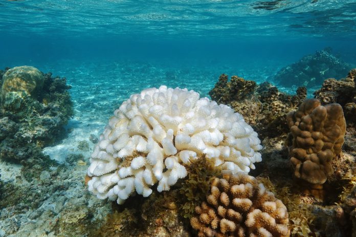 Pocillopora coral bleached El Nino Pacific ocean