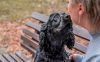 Black Cocker Spaniel dog sitting on the bench with the owner in the park