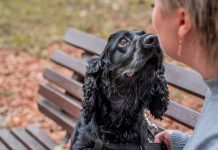 Black Cocker Spaniel dog sitting on the bench with the owner in the park