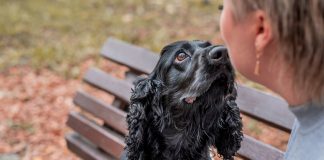 Black Cocker Spaniel dog sitting on the bench with the owner in the park