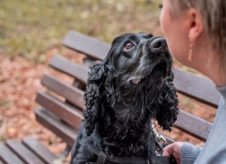 Black Cocker Spaniel dog sitting on the bench with the owner in the park