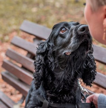 Black Cocker Spaniel dog sitting on the bench with the owner in the park