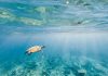 Underwater shot of green turtle swimming