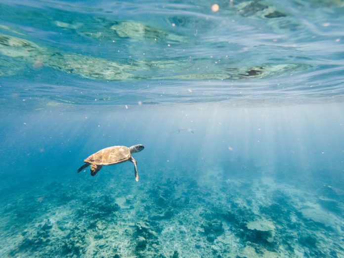 Underwater shot of green turtle swimming