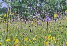 Wild Flower hay Meadow in the Sussex High Weald