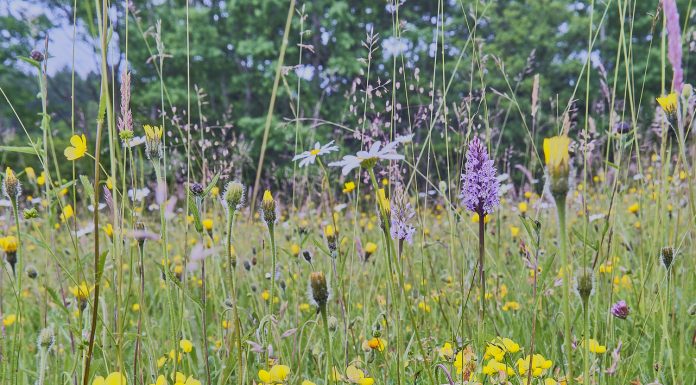 Wild Flower hay Meadow in the Sussex High Weald