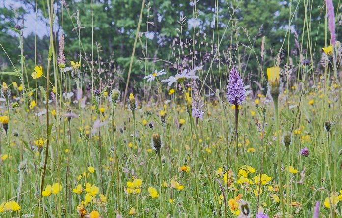 Wild Flower hay Meadow in the Sussex High Weald