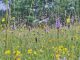 Wild Flower hay Meadow in the Sussex High Weald