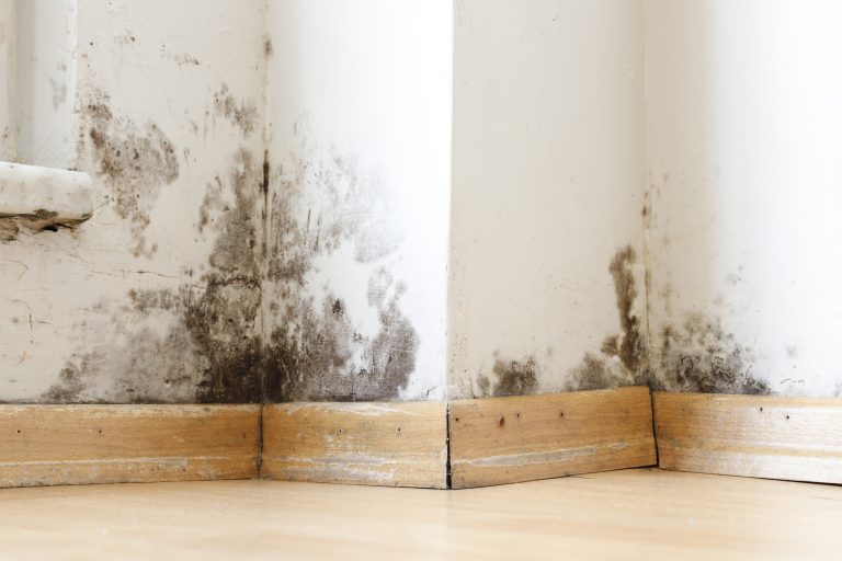Damp and mould-related surveys: What is a healthy building?