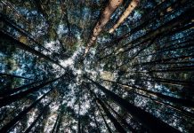 Looking up view in a young replanted forest