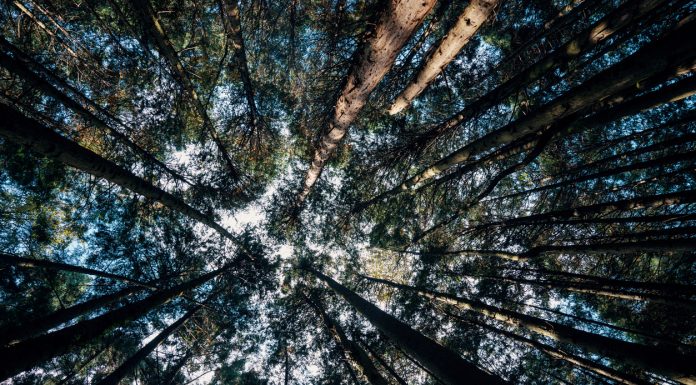 Looking up view in a young replanted forest