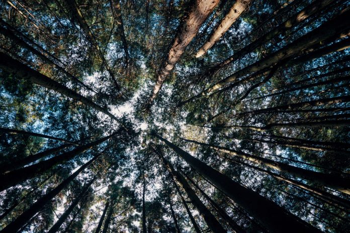 Looking up view in a young replanted forest