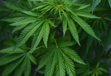 A plant of marijuana on a blurred natural background.c