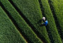 A drone shot of a farmer standing with a potential buyer for his crop in the wheat field on his sustainable farm in Embleton, North East England. The farmer is explaining everything about the crop. The crop is first wheat and is going to be used in low quality flour for baking and will be harvested in early September.