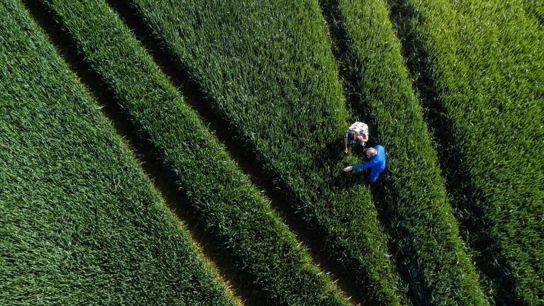 A drone shot of a farmer standing with a potential buyer for his crop in the wheat field on his sustainable farm in Embleton, North East England. The farmer is explaining everything about the crop. The crop is first wheat and is going to be used in low quality flour for baking and will be harvested in early September.