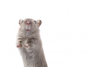 Curious rodent (mouse/gerbil),, standing on back feet and looking at the camera