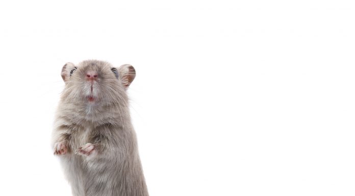 Curious rodent (mouse/gerbil),, standing on back feet and looking at the camera