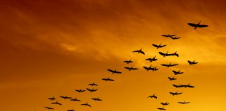 flock of migrating canada geese flying at sunset (XXL)