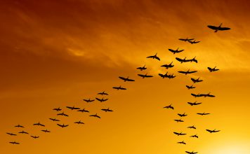 flock of migrating canada geese flying at sunset (XXL)