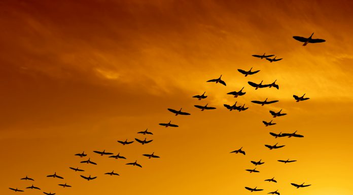 flock of migrating canada geese flying at sunset (XXL)