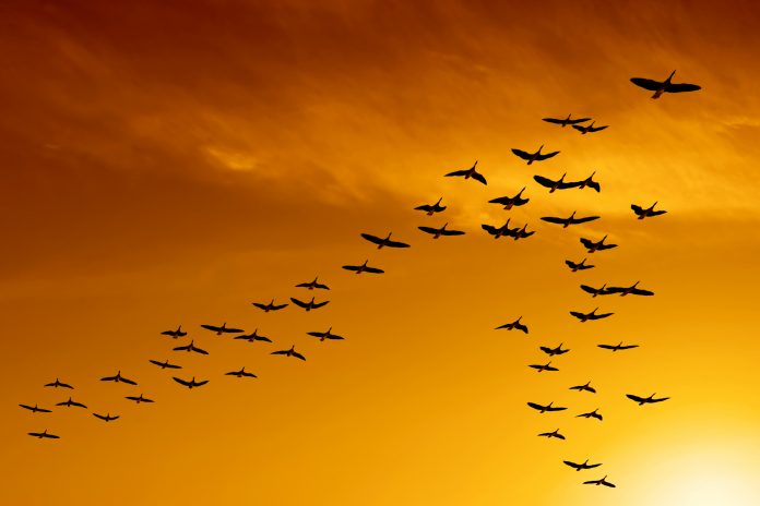 flock of migrating canada geese flying at sunset (XXL)